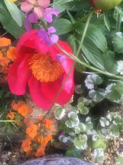 P Flower DT on OnlyFans