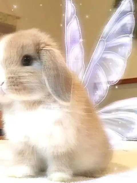 Baby Bunny on OnlyFans