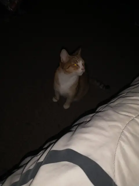 Philly Felines on OnlyFans