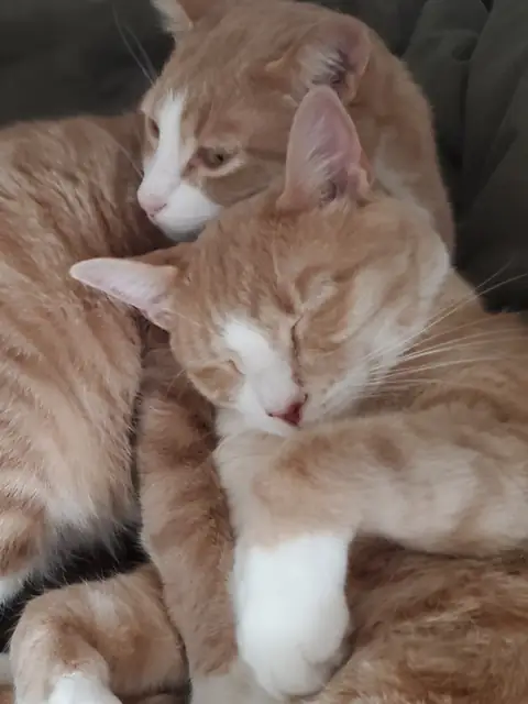 Fabulous Felines on OnlyFans