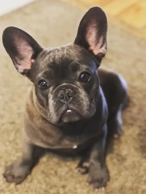 Yoda the frenchie on OnlyFans