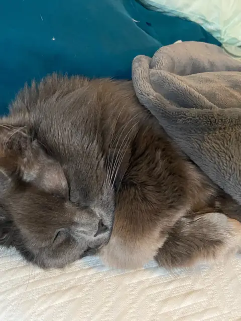 @abbythecat on OnlyFans