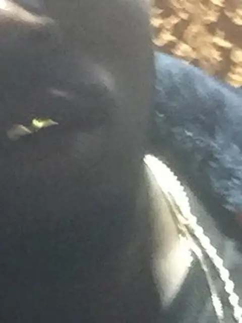 shakesum on OnlyFans