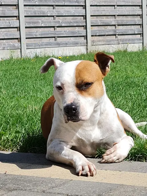 Mila The Rescue Pittie on OnlyFans