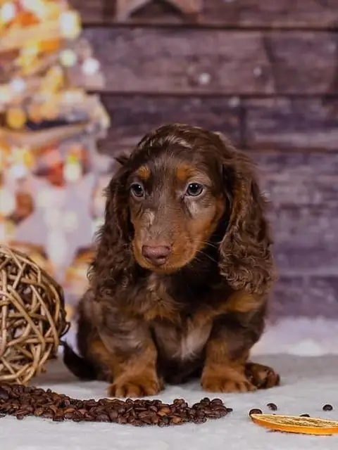 JLDachshund on OnlyFans