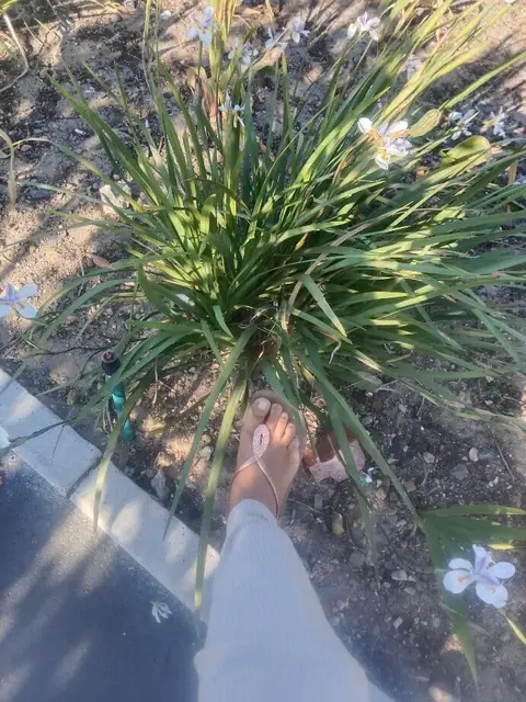 RosyToes OnlyFans profile